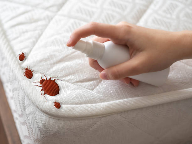 Best Pest Control Near Me in Buford, GA