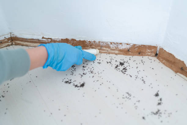 Best Flea Control Services  in Buford, GA